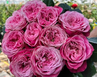 2025 NEW Release 'Villa Muze' VIP Rose | JUMBO 1-Gallon Grade | Rare Dutch Art Variety 穆泽别墅