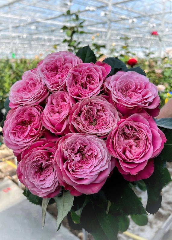 2025 NEW Release 'villa Muze' VIP Rose | JUMBO 1-gallon Grade