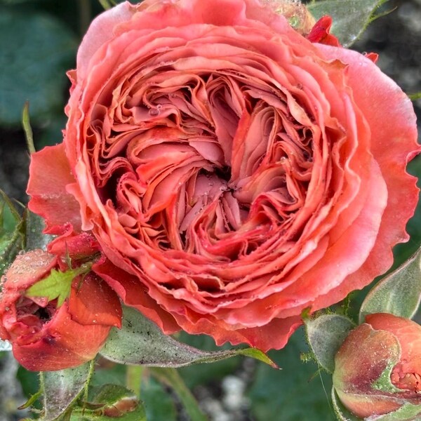 Bella Trendsetter Netherlands Florist Shrub Rose, 潮流贝拉, 2-year-old Plant, Long-lasting Cut Rose