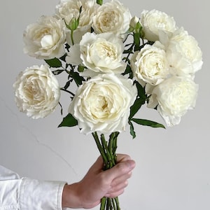 Shizuku Japanese Florist Shrub Rose,心之水滴, 2-year-old Own Root Plant, Medium Fragrance