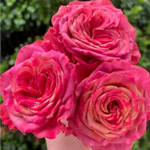 May include: A close-up of three vibrant pink roses with a hint of orange in the center of the petals. The roses are in full bloom, showcasing their layered petals. The background is a blurred green foliage.