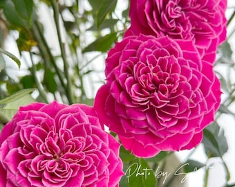Mariotta — Rare New Zealand Miniature Rose — Vivid Rose Red with White Picotee Edge — Lotus-Shaped Bloom — 2 Year Old Own Root Plant — 马里奥塔