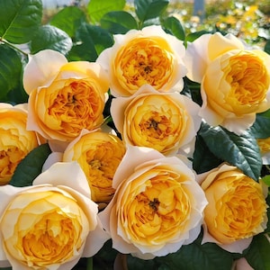 Golden Vuvuzela WANS Netherlands Florist Shrub Rose,金色珊瑚心, 2-year-old Plant, Heat and Sun Tolerance, Long-lasting Cut Rose