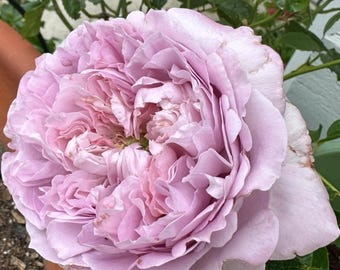 Japanese Rose. Nachuru Rose. 英伦节拍. 清茶 Fragrance