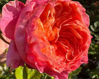 Victorian Secret — Rare Rose Live Plant — Sunset Apricot and Orange Large Blooms — 2 Year Old Own Root Large Plant 维多利亚的秘密