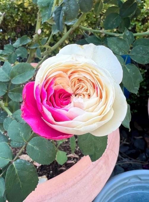 Wabara Roses - Etsy