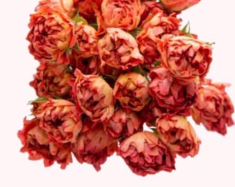 Yang — Rare Rose Live Plant — Unique Burnt Coral Orange — Japanese Florist Shrub — 2 Year Old Plant 杨