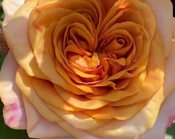 Symbol — Rare Rose Live Plant — Dutch Florist Shrub Rose — Unique Honey Tan Gold — 2 Year Old Own Root Plant 符号