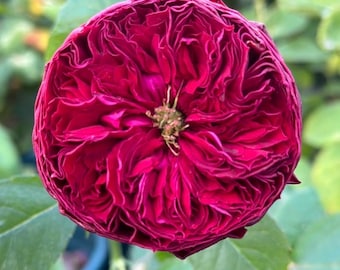 Frozen Summerhouse — Rare Rose Live Plant — Deep Magenta Purple Bloom — Designer Florist Shrub — 2 Year Old Plant 冰雪山庄