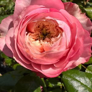2025 NEW Release 'rehab' VIP Rose | Rare Dutch Breeding