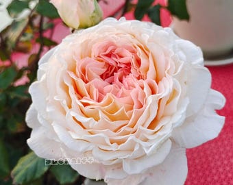 Grossherzogin Luise German Shrub Rose,大公夫人, 2-year-old Own Root Plant, Strong Fragrance