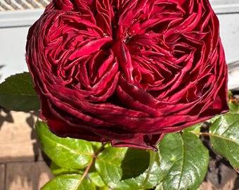 Rare Grand Jubilee Florist Rose Live Plant – Premium 1 Gallon Velvet Deep Crimson Red Rose Shrub, Long-Lasting Cut Flower for Garden or Pots