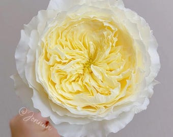 English Wedding Rose, 耐心，2-year-old Own Root Plant, Long-lasting Cut Rose