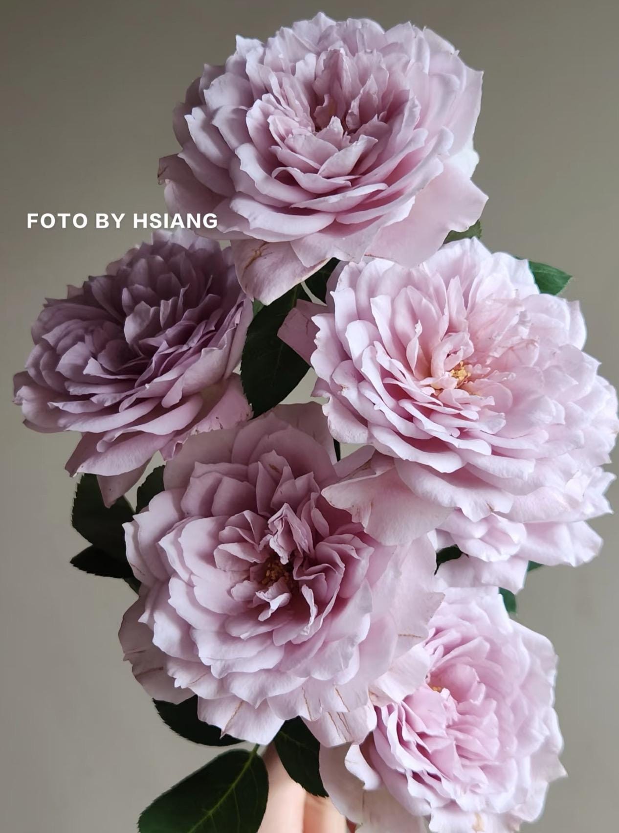 Flora - Rose 新品未開封 il_fullxfull.6769022430_qxjg.jpg