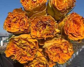 Copper Kiss — Rare Rose Live Plant — Intense Vintage Copper Orange — Kenya Florist Long Lasting — 2 Year Old Plant — 铜吻