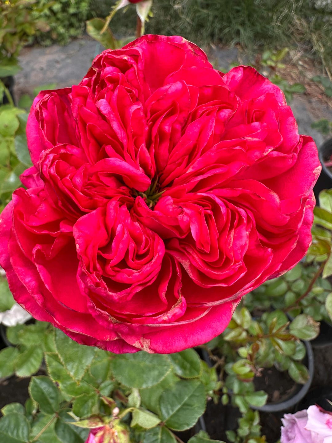 Hot Xpression — Rare Rose Live Plant — Deep Magenta With White Stripes ...