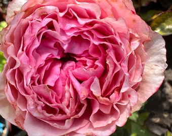 Mon Coeur 我的心モン クゥール Fragrance. Japanese Rose Continue