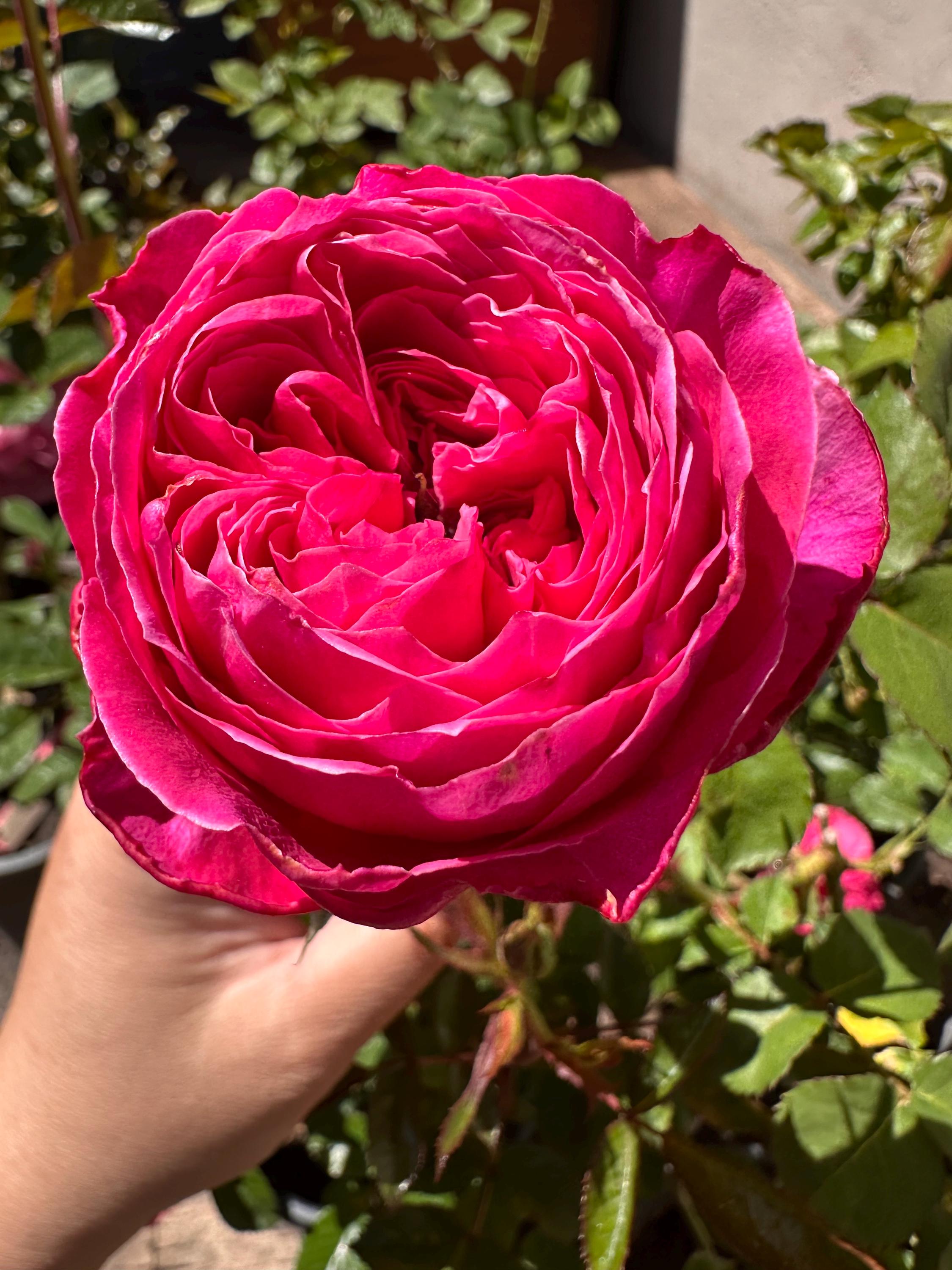 Wabara Roses - Etsy