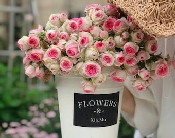 Rare "Super Sensory" Pink Spray Rose – 2-Year Own Root | Extreme Flower Count, Long-Lasting Blooms, Heat & Rain Resistant 超感