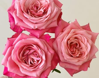 May include: Three pink roses with multiple layers of petals. The roses have a gradient of color, with darker pink edges and lighter pink centers. The flowers are in full bloom, showcasing their intricate details.