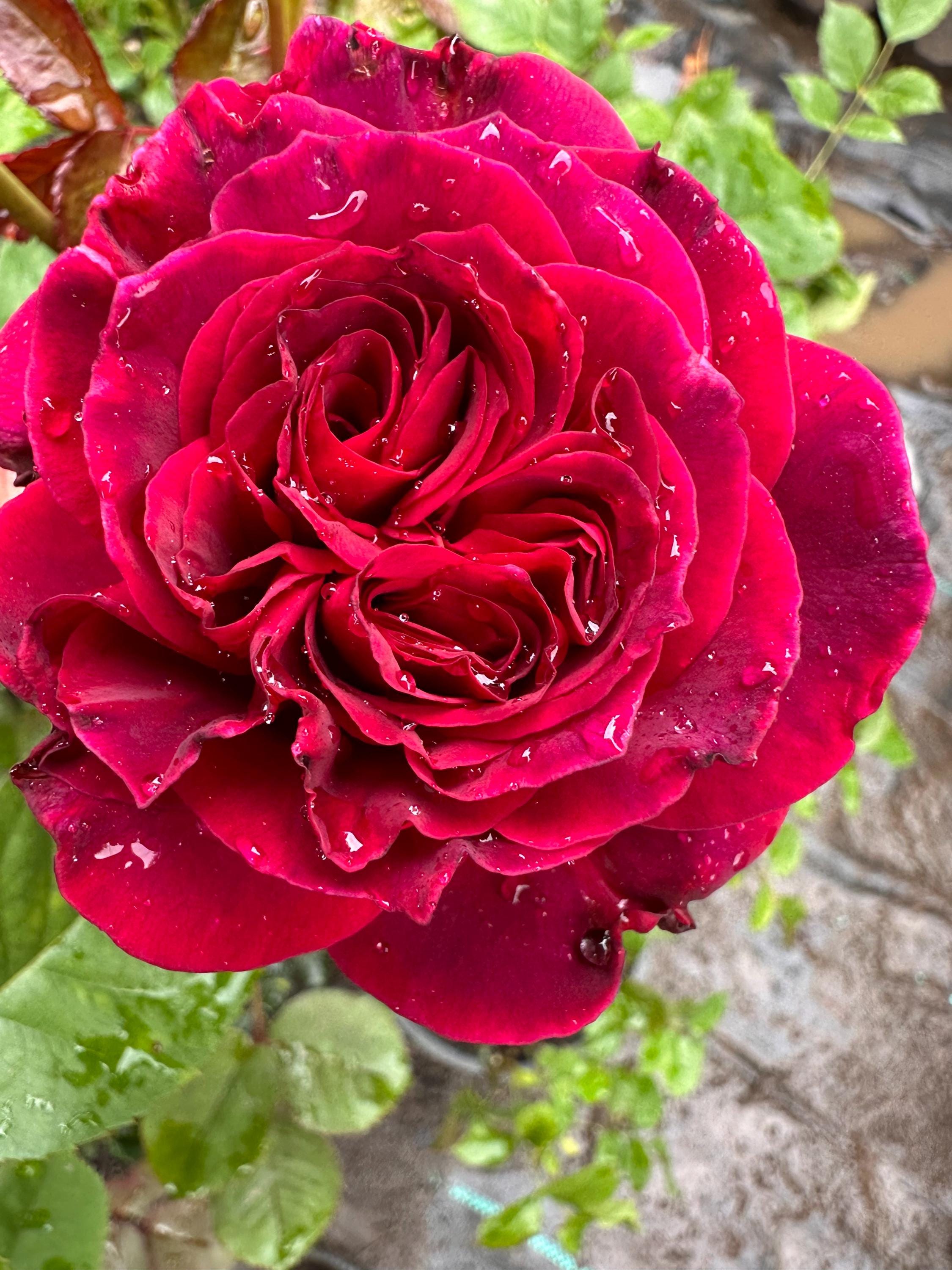 Wabara Roses - Etsy