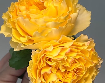Shining Smile — Rare Rose Live Plant — Long-lasting Large Blooms — Vibrant Yellow — Japanese Florist Shrub — 2 Year Old Own Root Plant 阳光笑容