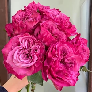 Country Blues German Florist Shrub Rose,蓝调, 2-year-old Own Root Plant, Long-lasting Cut Rose