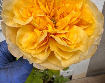 King's Cross — Rare Rose Live Plant — Unique Orange Yellow Gradient — Dutch Schreurs Florist Shrub — 2 Year Old Own Root Large Plant 国王十字站