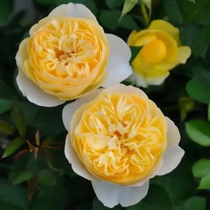 Luciole Japanese Shrub Rose, 萤火虫, 2-year-old 2 Gallon Own Root Plant, Strong Fragrance