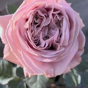 2025 NEW Release 'rehab' VIP Rose | Rare Dutch Breeding