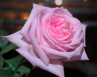 Pink O’Hara French Florist Shrub Rose,粉荔枝, 2-year-old Own Root Plant, String Fruity Fragrance