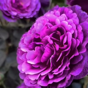 May include: A rustic wooden sign with the text "Welcome to our home" in white lettering. The sign features a distressed finish and a simple, inviting design, perfect for entryway decor.