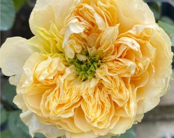 All for Romance — Rare Rose Live Plant — Delicate Apricot Yellow Blooms — Netherlands Florist Shrub Rose — 2 Year Old Plant 四恋
