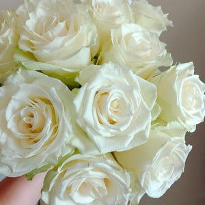 Albatross Florist Shrub Rose, 信天翁, 2-year-old Own Root Plant, Long-lasting Cut Rose