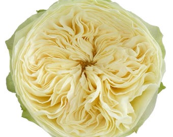 Lovely Harper — Rare Rose Live Plant — Creamy Champagne Long-lasting Blooms — Boutique Florist Shrub Rose — 2 Year Old Plant 可爱哈勃