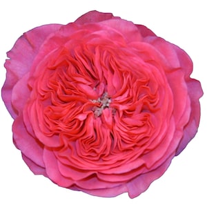 May include: A close-up of a fully bloomed, vibrant pink rose. The petals are tightly packed in the center, transitioning to a lighter pink hue on the outer layers. The flower is isolated against a white background.