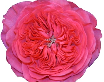 Baronesse — Rare Tantau German Rose — Long Lasting Magenta-Pink Gradient — Classic Button Eye — 2 Year Old Own Root Plant — 男爵夫人