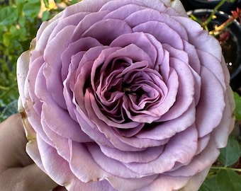 Smokey Eyes — Rare Rose Live Plant — Unique Smokey Lavender Purple — WANS German Florist Rose — 烟熏眼