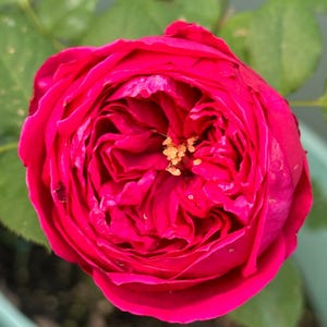 Pas de Deux Japanese Florist Shrub Rose,双人芭蕾, 2 Gallon Own Root Large Plant