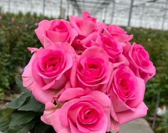 Mon Coeur 我的心モン クゥール Fragrance. Japanese Rose Continue