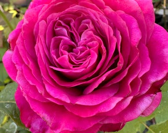 All 4 Love — Rare Rose Live Plant — Large Fragrant Deep Pink Bloom — Netherlands Florist Shrub Rose — 2 Year Old Plant 四爱