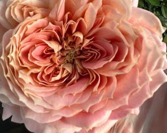 Candy Antique — Rare Rose Live Plant — Sweet Pink Apricot Ruffled — German Florist Shrub Rose — 2 Year Old Plant 奶糖古董