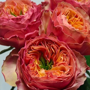 May include: Close-up of several large, fully bloomed roses. The petals are a blend of deep pink and orange hues, with a vibrant orange center. The roses have a ruffled texture and are surrounded by green stems and leaves.
