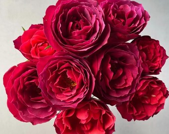 Velvet Vintage "Hot Cocoa", 2-Year-Old Own-Root Floribunda Rose, Moderate Fruity Fragrance