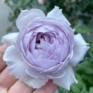 Ji Se Rose - Etsy