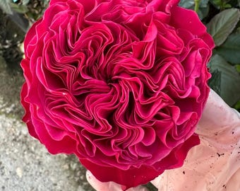 Pink ‘n Pretty — Rare Live Rose Plant — WANS German Florist Shrub Rose — Ruffled Deep Pink Long-lasting Blooms — 2-year-old Plant 粉红美丽