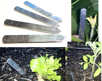 Puede incluir: Conjunto de cuatro marcadores de jardín de metal plateado con las palabras "Dill", "Basil", "Cilantro", "Ferries" y "Zucchini" grabadas en ellos. Los marcadores se muestran en un entorno de jardín con plantas.