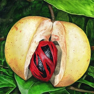 May include: A close-up of a nutmeg fruit, split open to reveal the red mace and the dark brown nutmeg seed inside. The fruit is yellow and has a textured surface. The background is green.