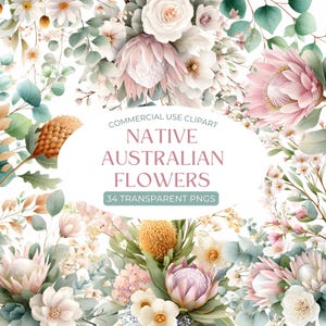 May include: A collection of watercolor-style illustrations of Australian native flowers. The image features various blooms in shades of pink, white, and yellow, with green foliage. Text reads "Commercial Use Clipart" and "Native Australian Flowers, 34 Transparent PNGs."