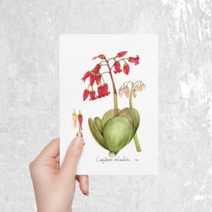 Lot de 10 cartes de voeux plantes et oreilles de cochon Cotyledon arbiculata, cartes botaniques aquarelles pour fleuristes amateurs de plantes succulentes, cadeau de papeterie